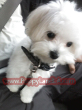 teacup maltese